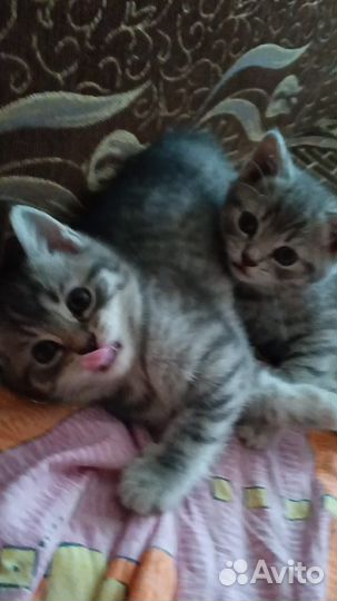 Шотландская вислоухая кошка