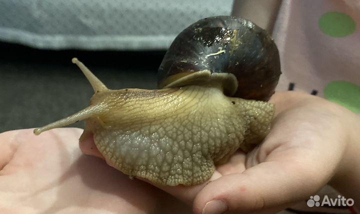 Улитки ахатины бесплатно