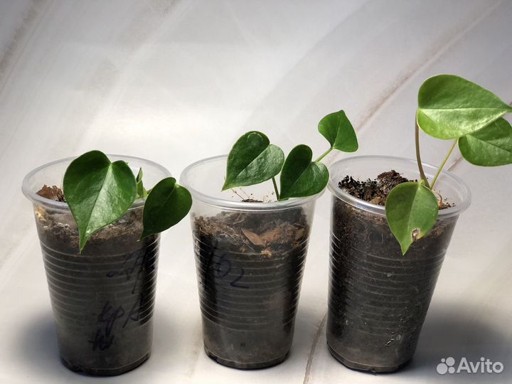 Спатифиллум декабрист