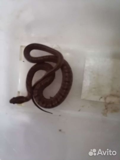 Узорчатый полоз