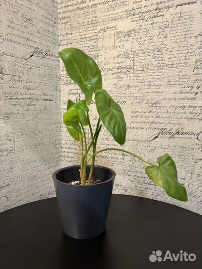 Цветок калла