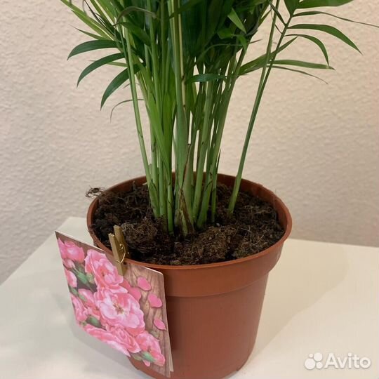 Комнатное растение Хамедорея (Пальма)