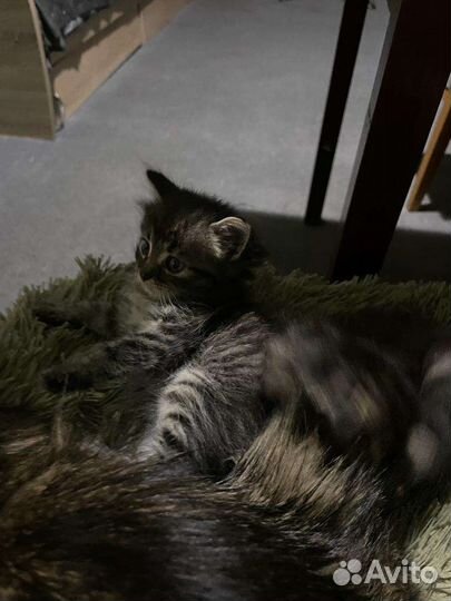 Котята