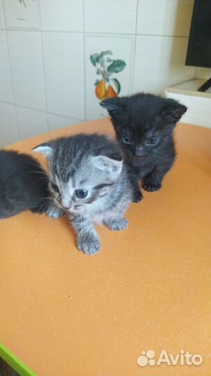 Шотландская вислоухая