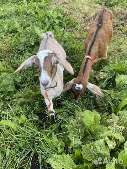 Коза нубийская