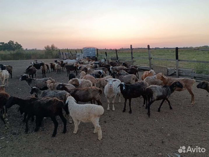 Овцы матки ягнята бараны