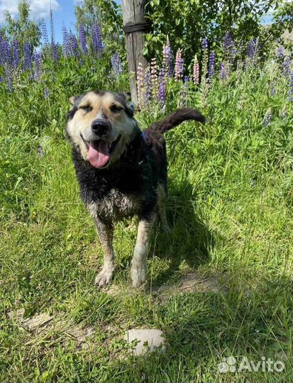 Шикарный Хан