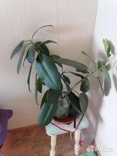 Фикус