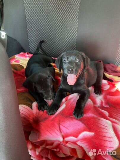 Щенки лабрадора