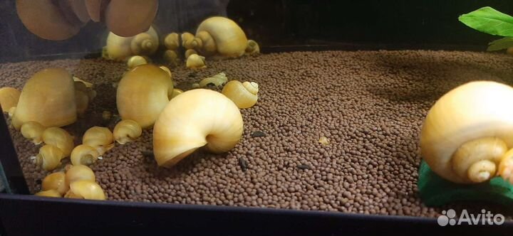 Улитки ампулярии