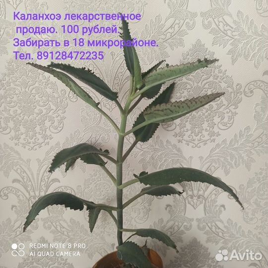Каланхоэ лечебное