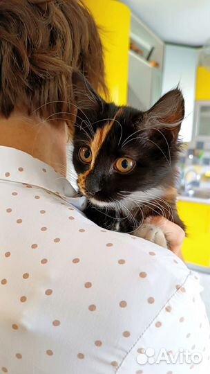 Котёнок ищет дом