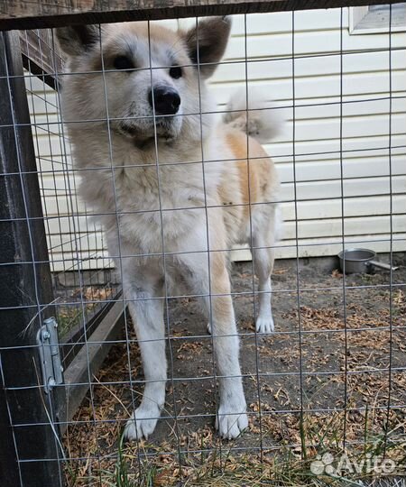 Собака акита ину