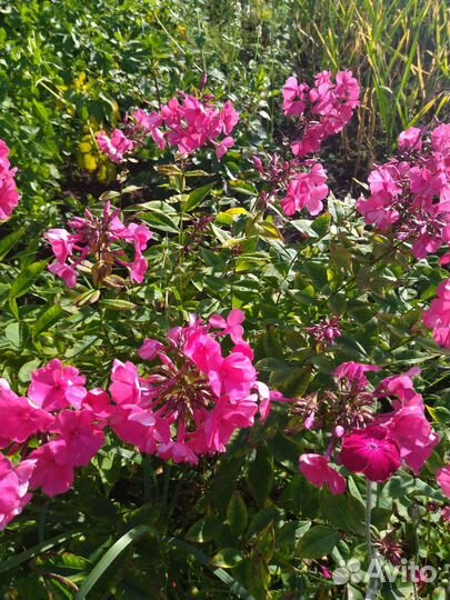 Флоксы многолетние (саженцы)