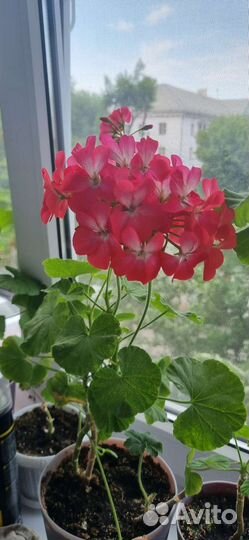 Пеларгония герань