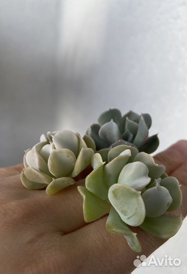 Эчеверия Топси Турви суккулент