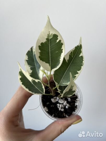 Фикусы разные