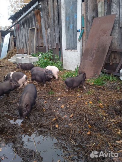 Вьетнамский хряк