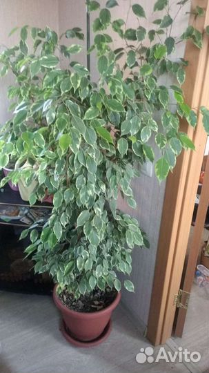 Фикусы бенжамина