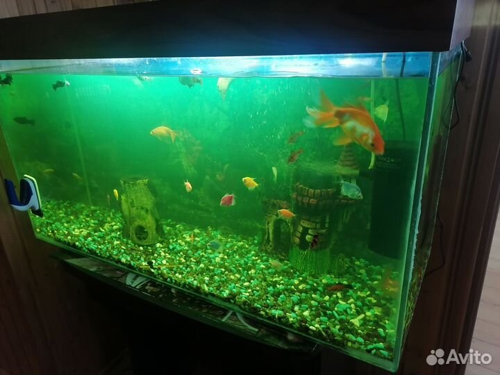 Аквариум