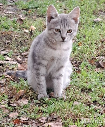 Котята