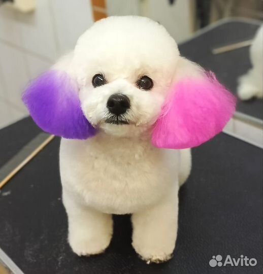 Груминг животных. Салон Гав Ля Мур