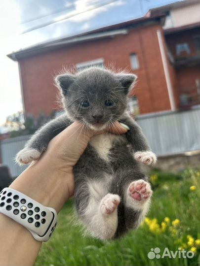 Котята в добрые руки. Метро Тропарево