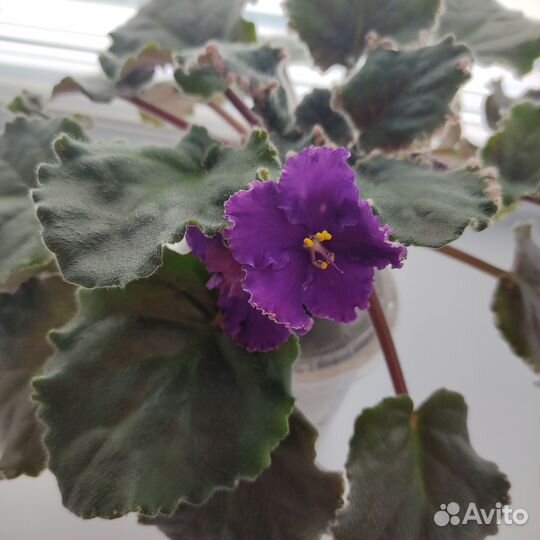 Фиалка цветущая