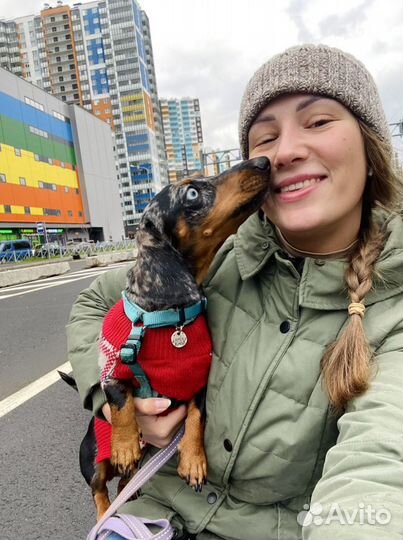 Передержка собак / выгул собак / зооняня