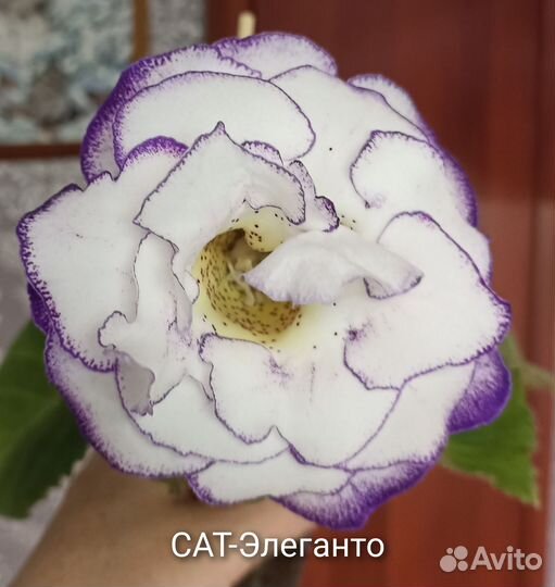 Глоксинии махровые
