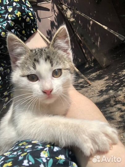 Отдам даром бесплатно в дар котята