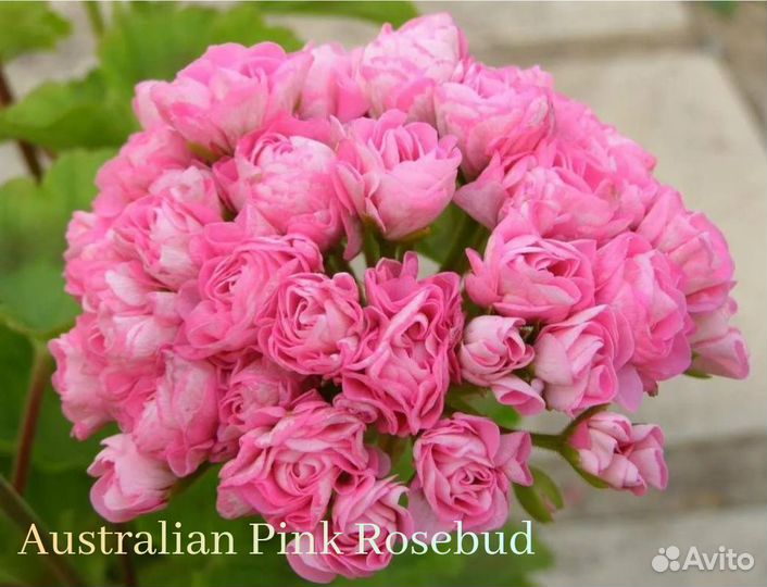 Пеларгония герань розебудная