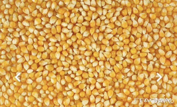 Кукуруза зерно