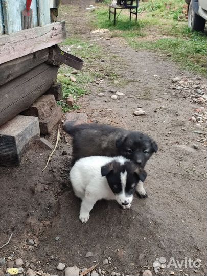 Щенки метисы в добрые руки