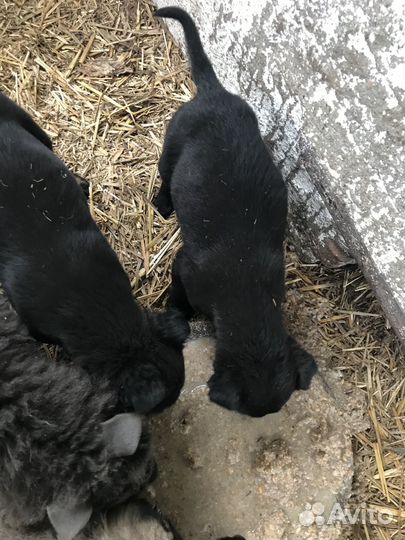 Шенки рабочих пастушек