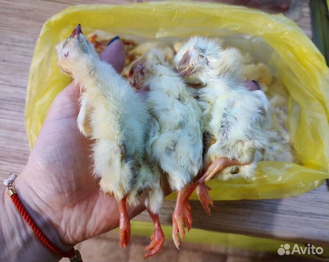 Цыплята суточные