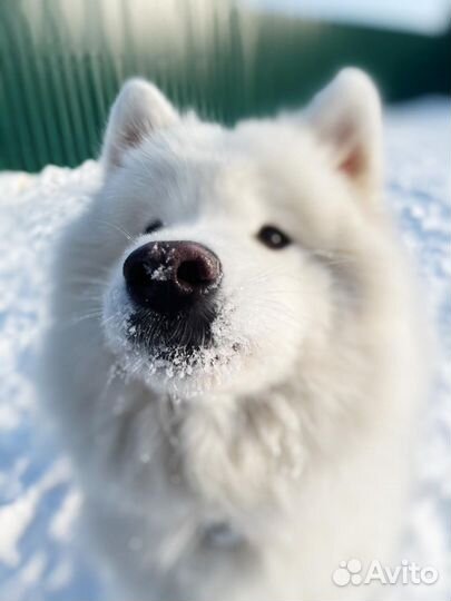 Шерсть самоеда