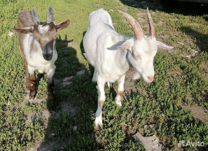 Козлята и козочки