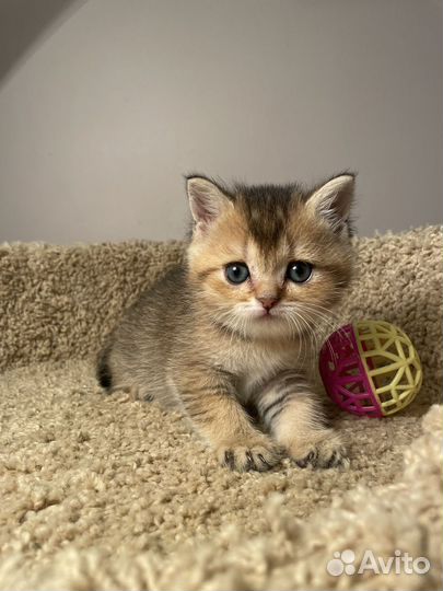 Британские котята (разные)