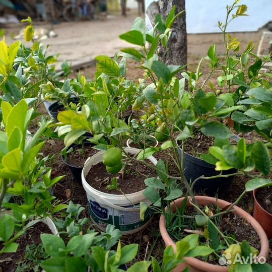 Саженцы лимона сорт мейер