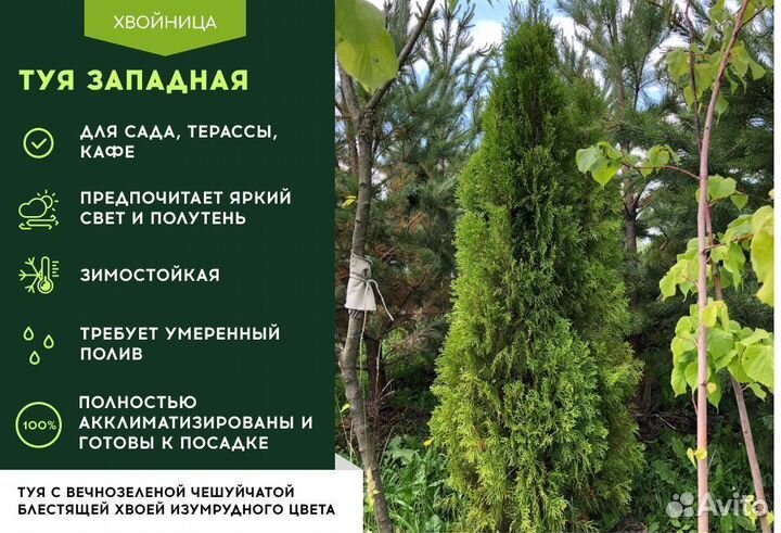 Туя Смарагд 1,8-2 м