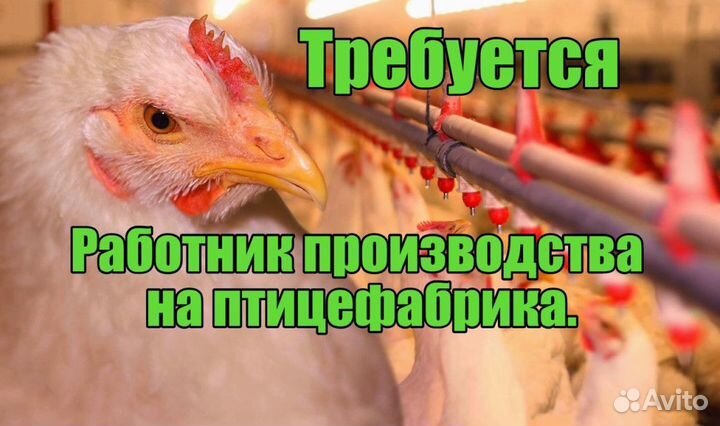 Вакансия на птицефабрику, опыт не обязателен Пермь