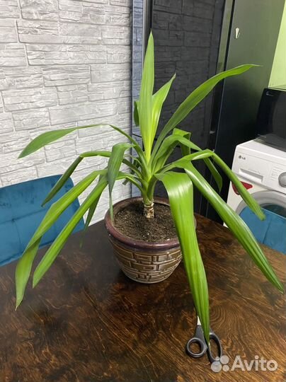 Пальма юкка