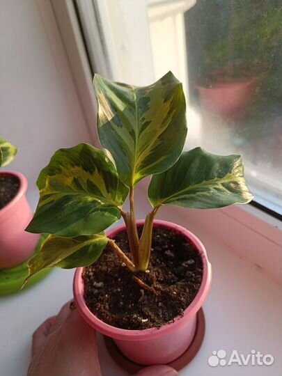 Калатея электрик шок