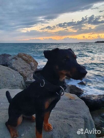 Вязка Ягдтерьер