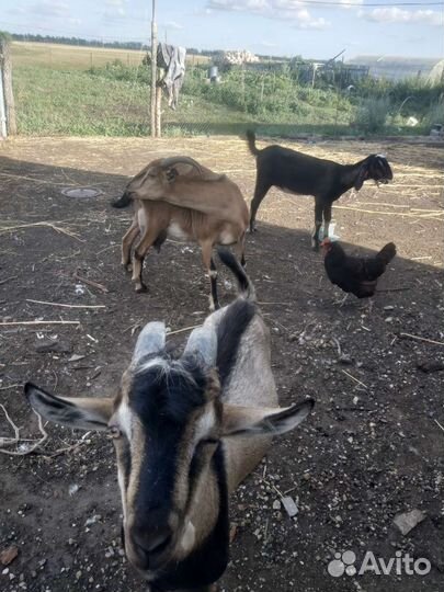 Англо- нубийская