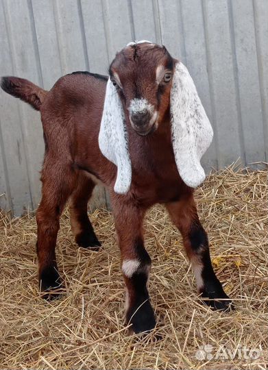 Козлята гулаби/ нубийские