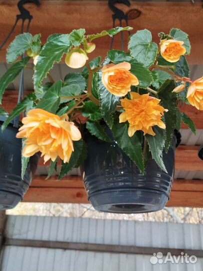 Бегония-Белликония