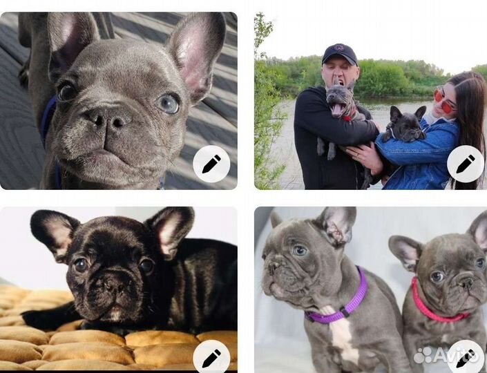 Французский бульдог