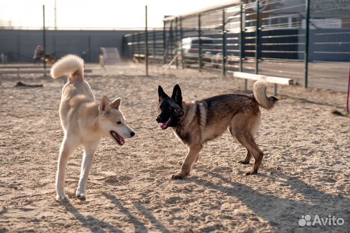 Собака Астра